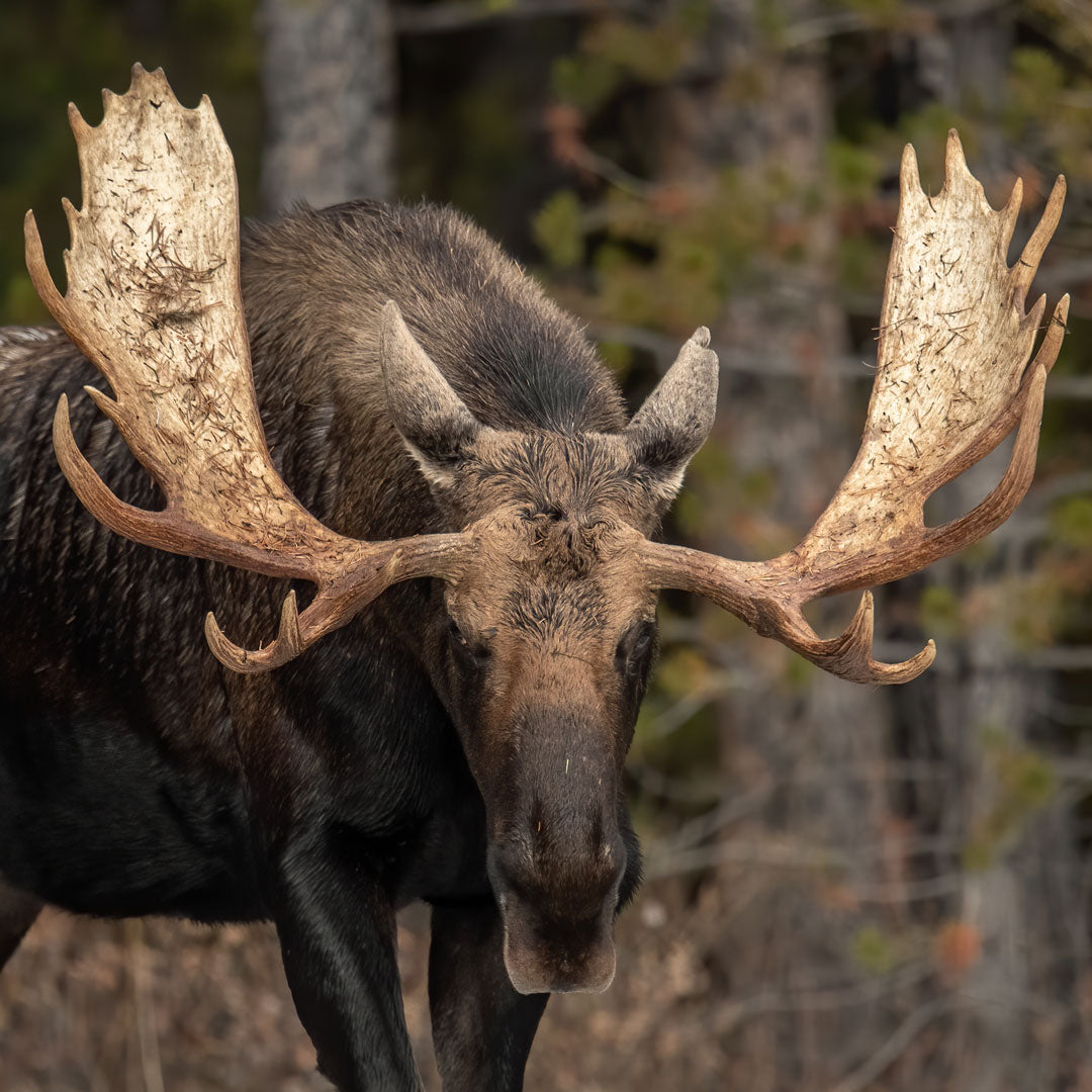 Dominate the Rut this Season