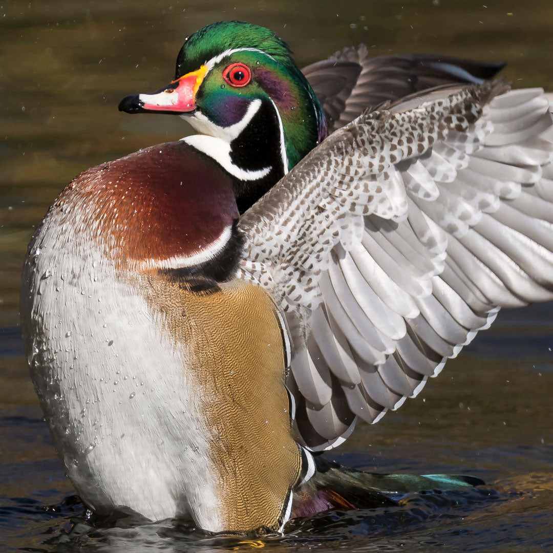 Own the Flyway this Season