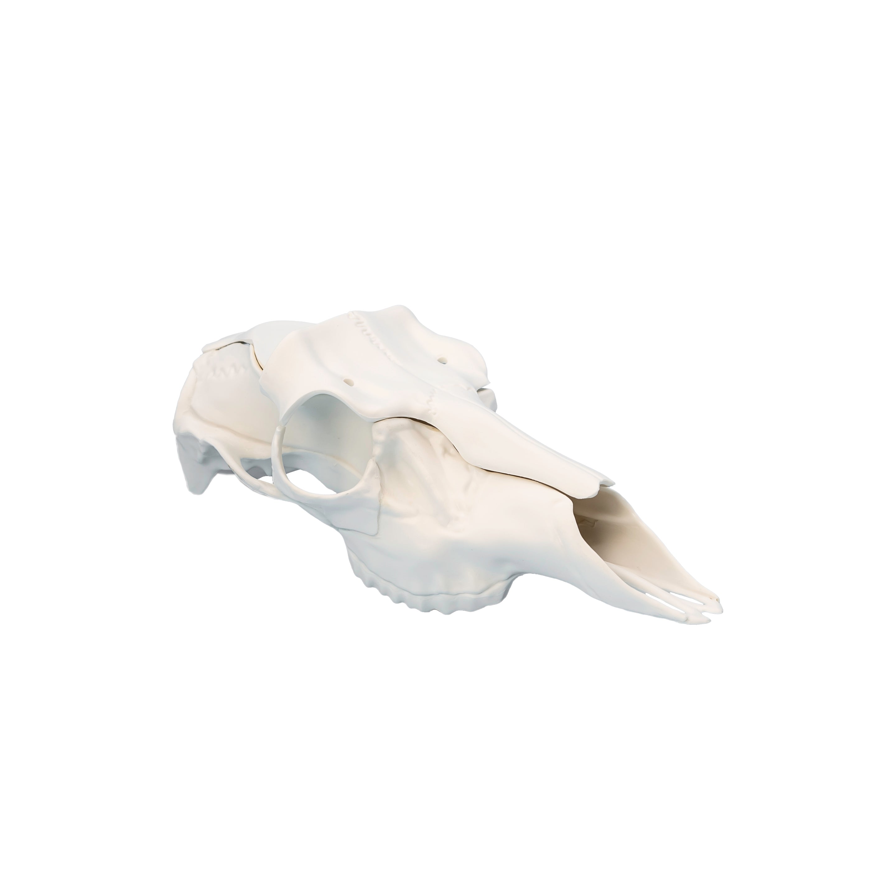 Illusion Systems Record Keeper deer European antler mounting kit