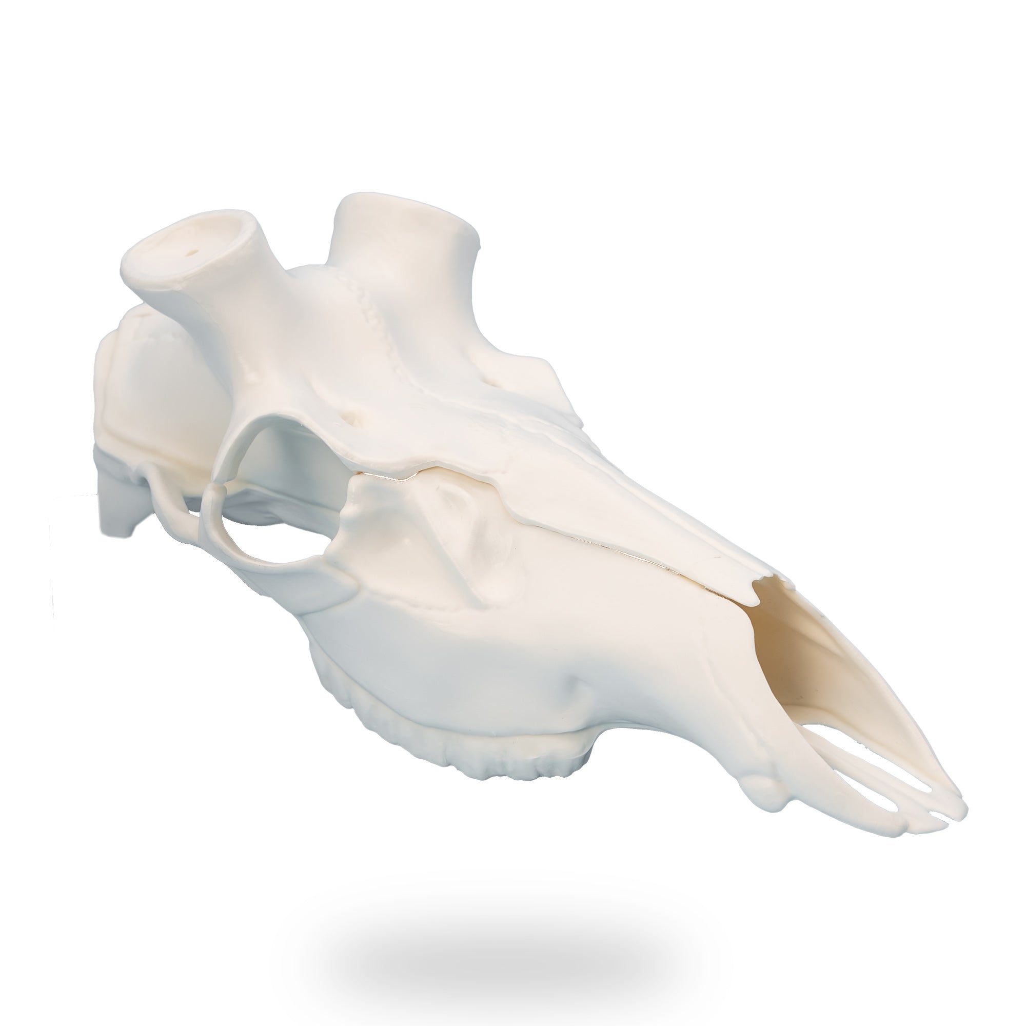 Illusion Systems Skull Master white European mounting kit for elk