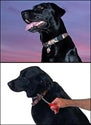 Avery Cut-to-Fit Dog Collar - Blaze Orange