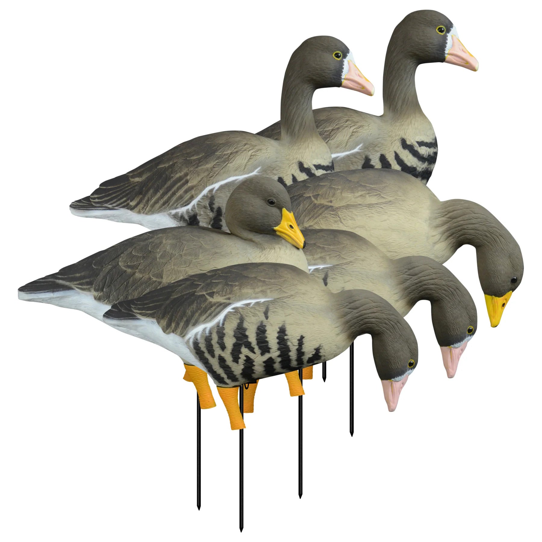 Higdon 72536 APEX Full-Size Full-Body Variety Pk, Specklebelly (6pk)