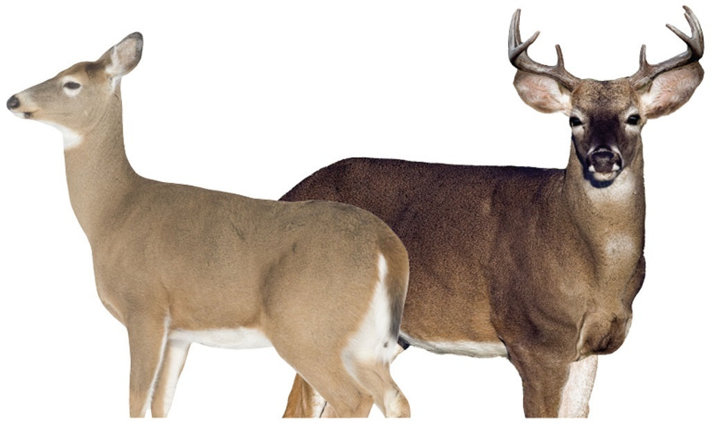 Montana Decoys 0030 Whitetail Buck and Doe Decoys, portable, full size
