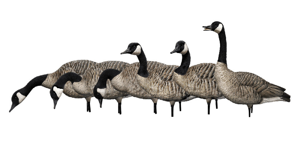 Avian-X AXP Fusion Canada Goose Decoy Pack