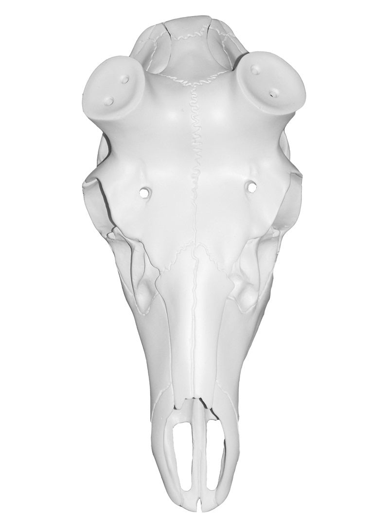 Mountain Mike ELK-SKULL-W Elk Skull