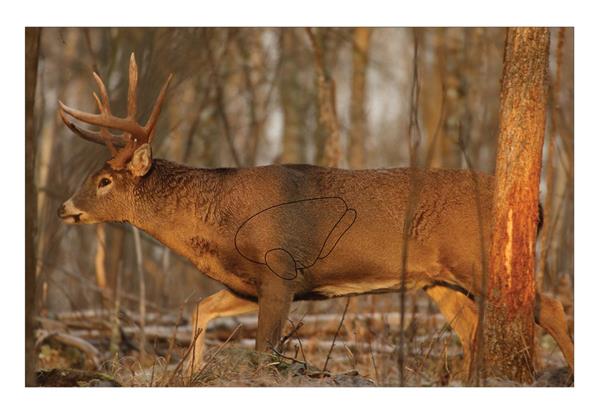 Birchwood Casey Eze - Scorer 23" x 35" Whitetail Deer Target - 2