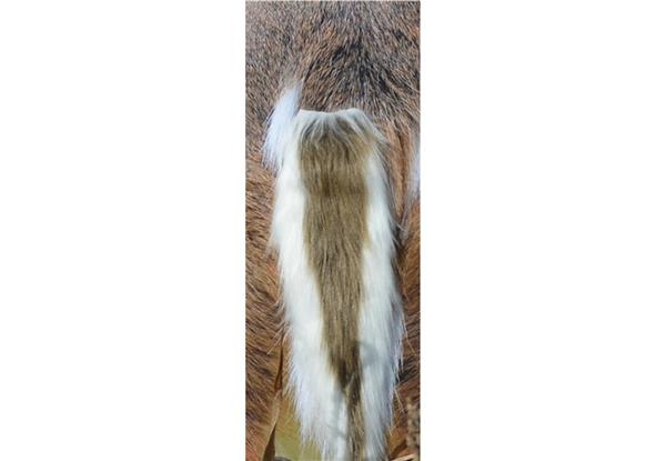 Montana Decoy TEASER TAIL