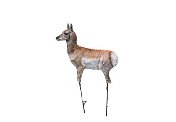 Montana Decoy Antelope Fawn Predator Decoy
