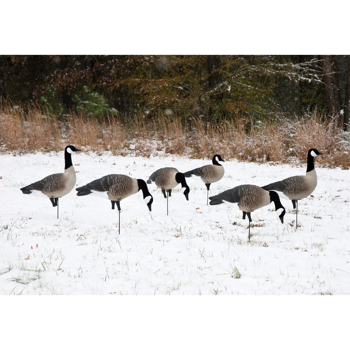 PRE ORDER Higdon APEX Full-Size Full-Body-Canada Variety Pack B (Pick Up Only)