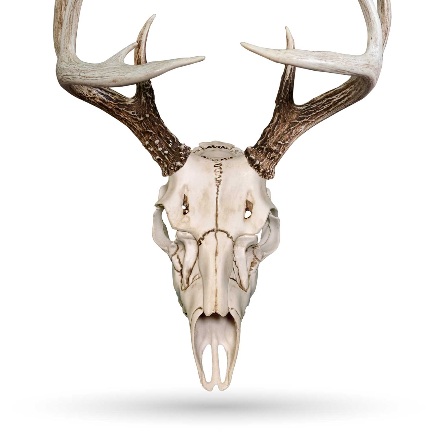 Illusion Systems Skull Master Natural Causes European mounting kit